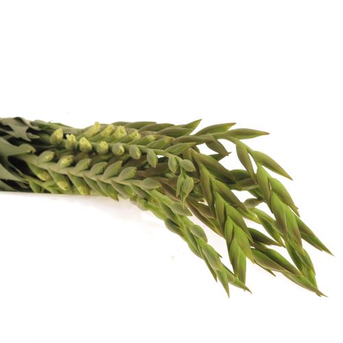 Gladiole creme/gelb Speeddate 95cm