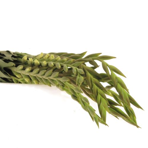 Gladiole creme/gelb Speeddate 95cm