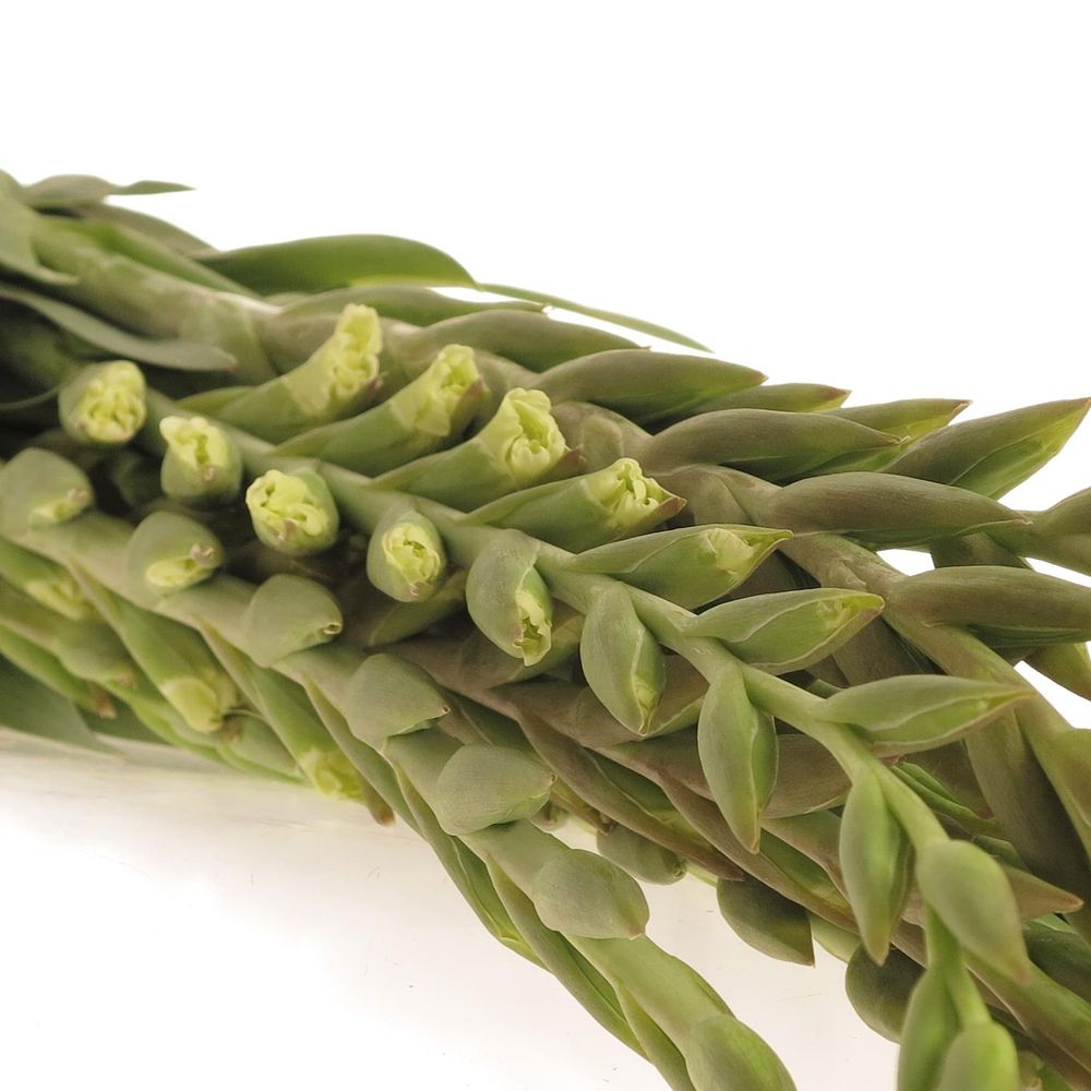Gladiole creme/gelb Speeddate 95cm