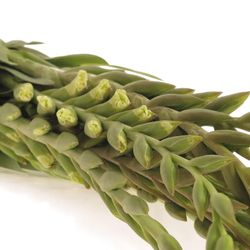 Gladiole creme/gelb Speeddate 95cm