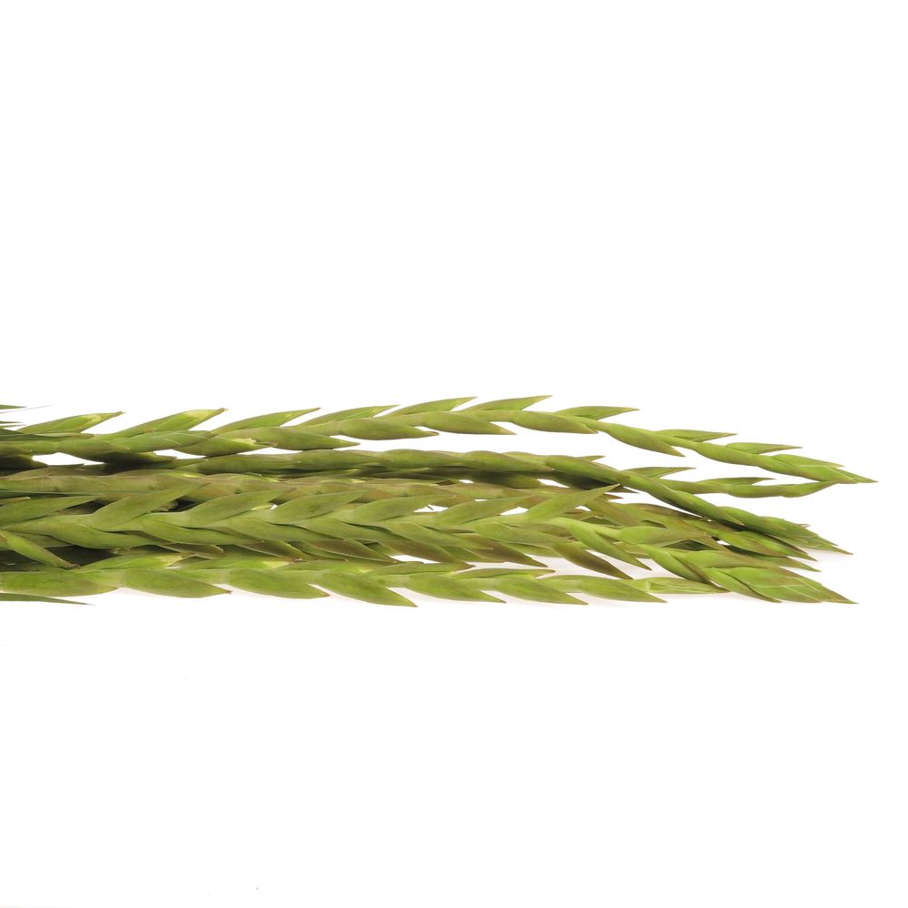 Gladiole creme/gelb Speeddate 95cm