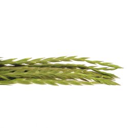 Gladiole creme/gelb Speeddate 95cm