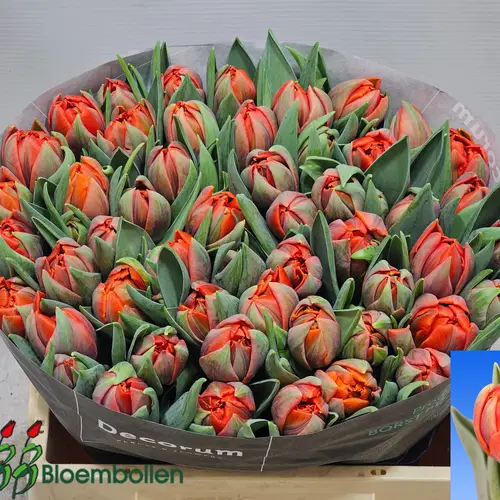 Tulpe orange doppel Hermitage 36 Gramm