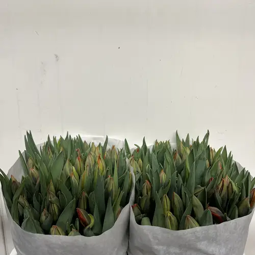 Tulpe orange Hermitage 36 Gramm