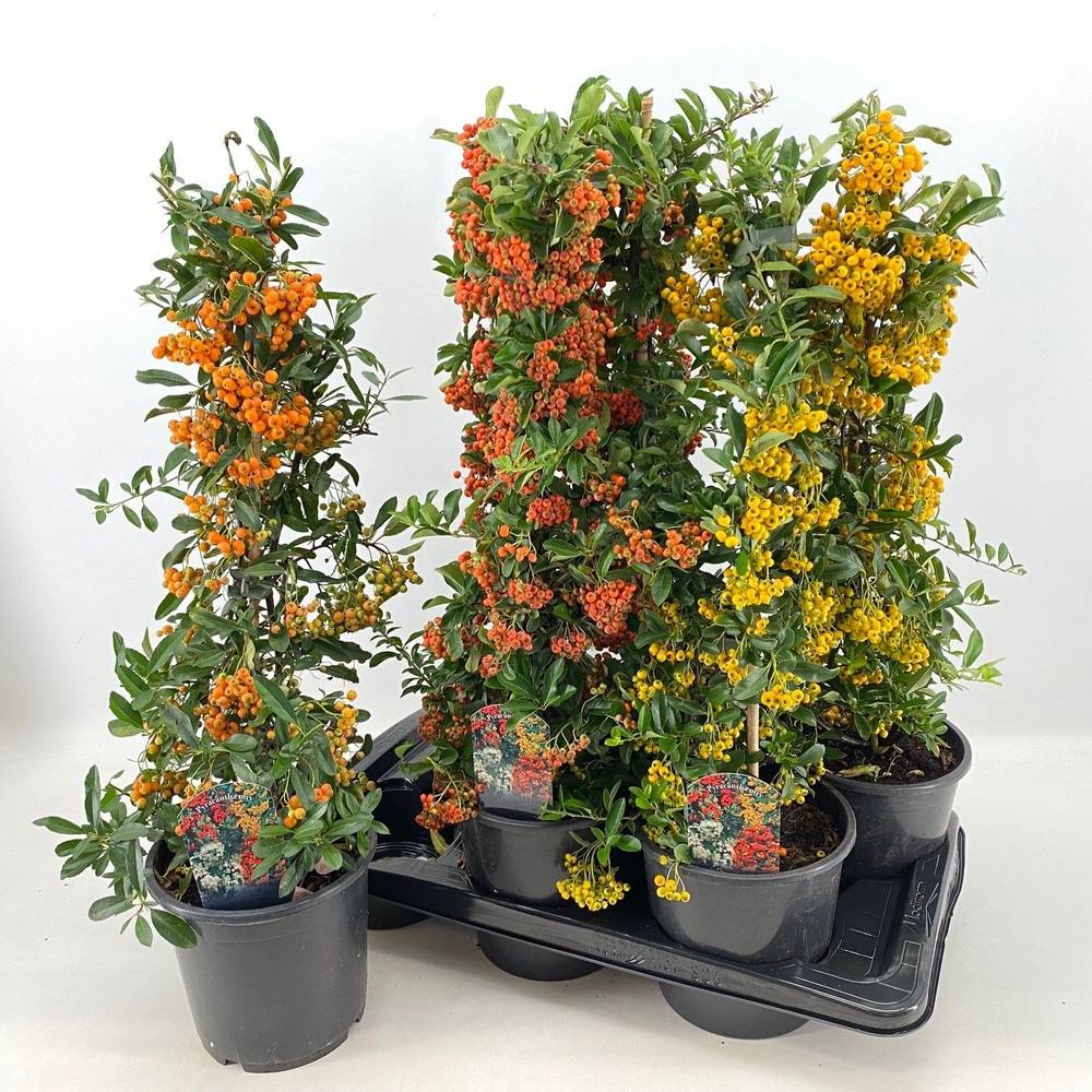 Pyracantha mix T19 H060