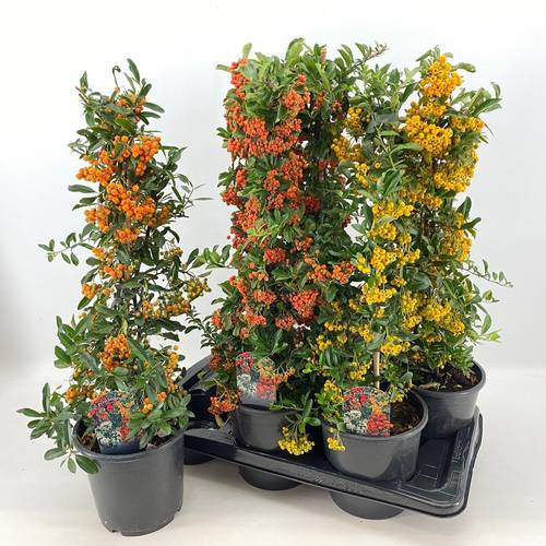 Pyracantha mix T19 H060