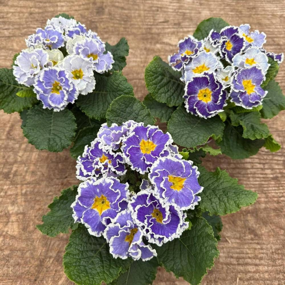 Primula Acaulis blau Gef. T11 H020
