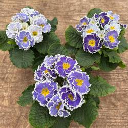 Primula Acaulis blau Gef. T11 H020