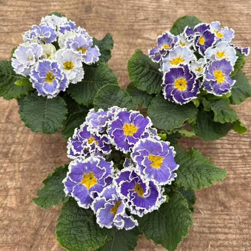 Primula Acaulis blau Gef. T11 H020