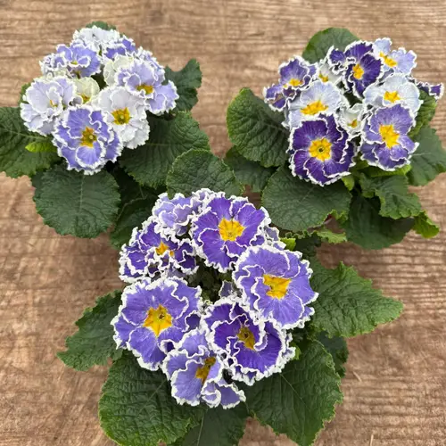 Primula Acaulis blau Gef. T11 H020