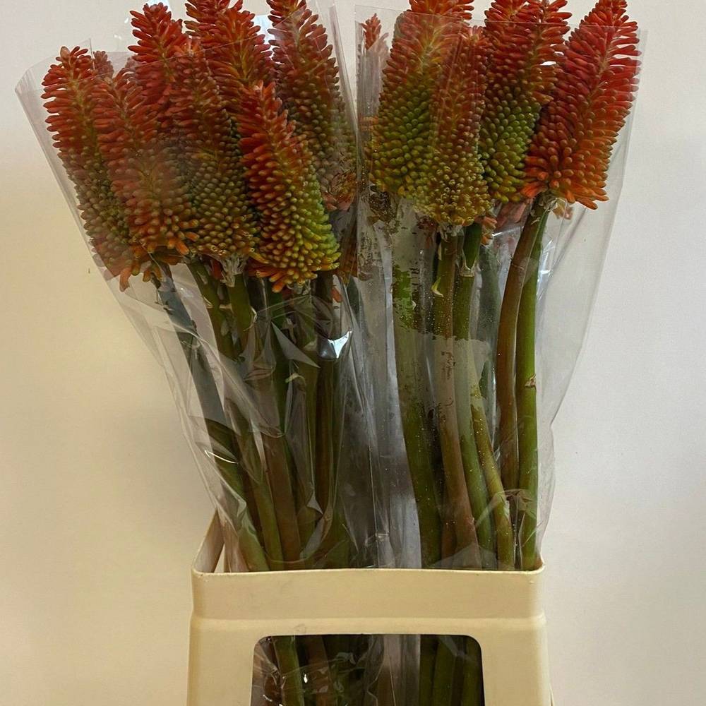 Kniphofia dunkel orange 70cm