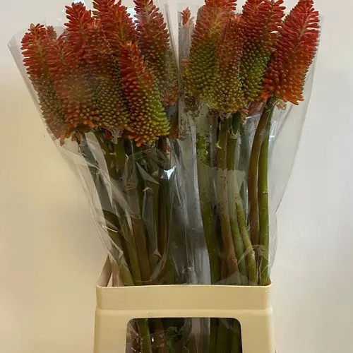 Kniphofia dunkel orange 70cm