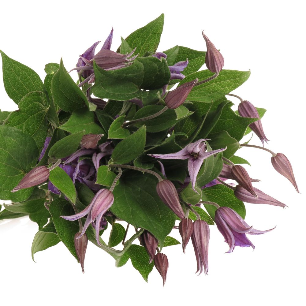Clematis blau Blue Pirouette 50cm