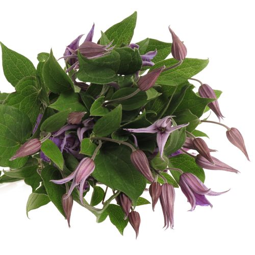 Clematis blau Blue Pirouette 50cm