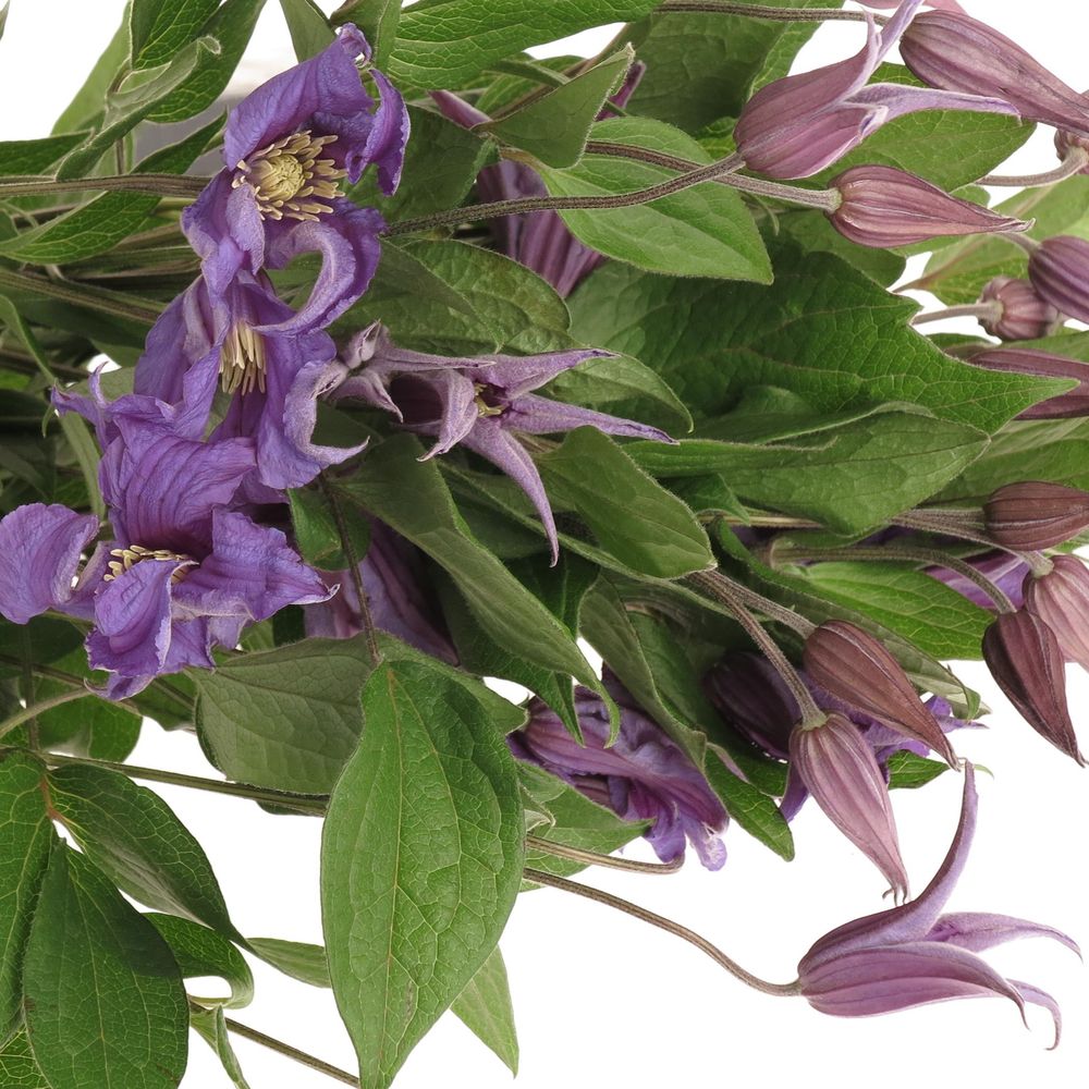 Clematis blau Blue Pirouette 50cm