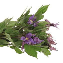 Clematis blau Blue Pirouette 50cm