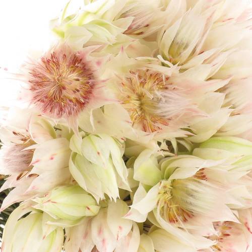 Serriria Blushing creme 4+Blüte 50cm