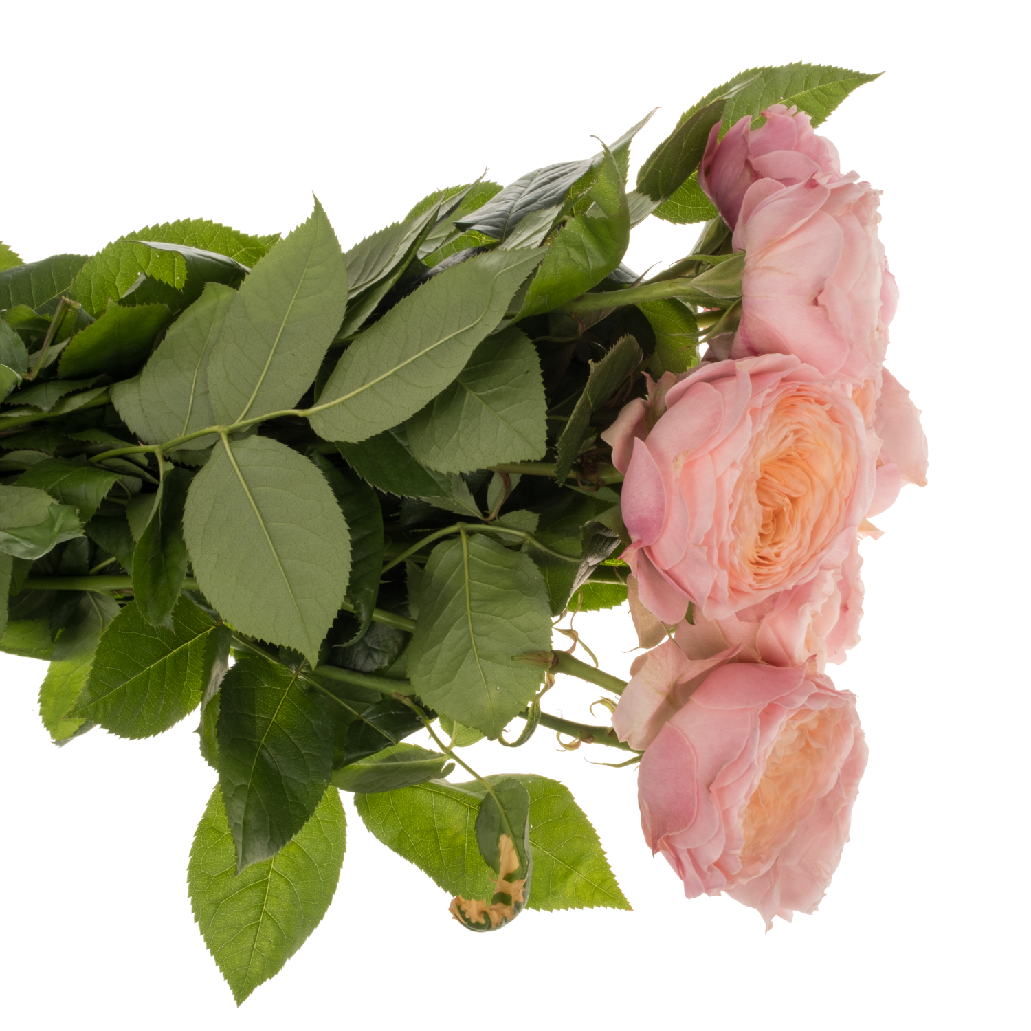 Rose apricot/rosa Ophelia gefüllt 60cm