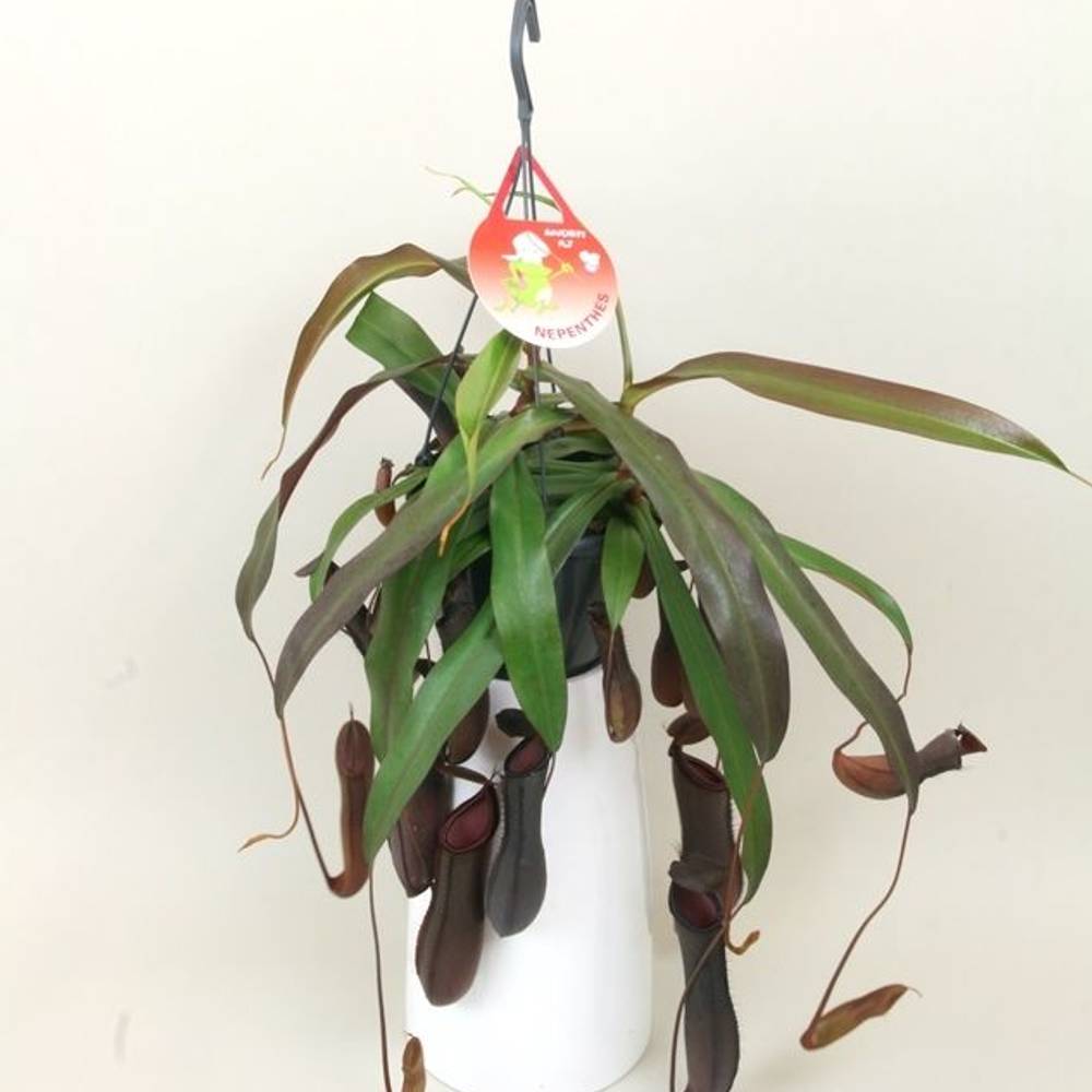 Nepenthes Rebecca T15 H040