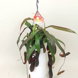 Nepenthes Rebecca T15 H040