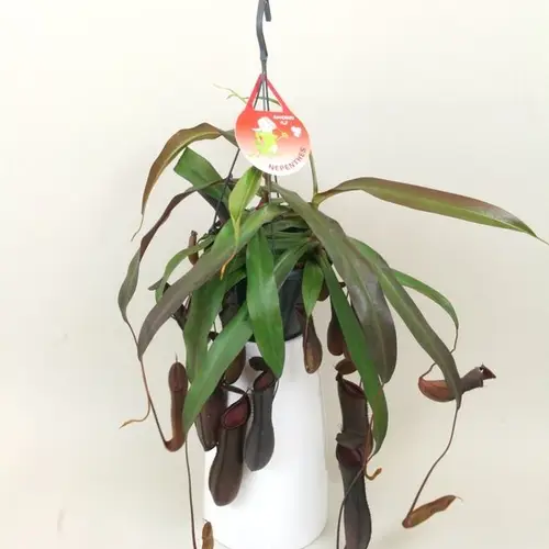 Nepenthes Rebecca T15 H040