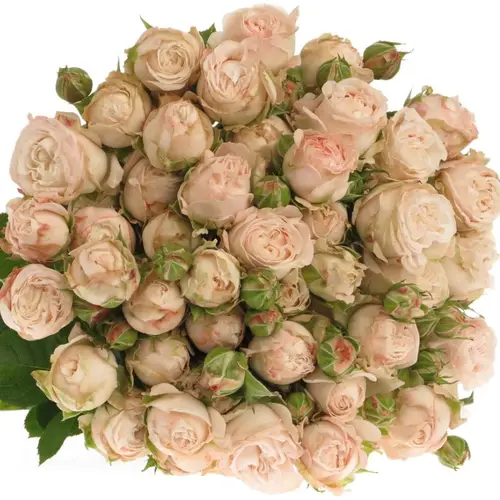 Rose verzweigt rosa Bombastic NL 3+Blüte 60cm