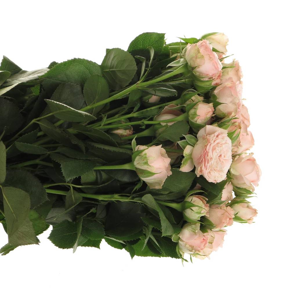 Rose verzweigt rosa Bombastic NL 3+Blüte 60cm