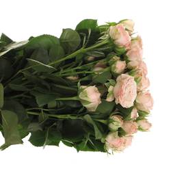 Rose verzweigt rosa Bombastic NL 3+Blüte 60cm