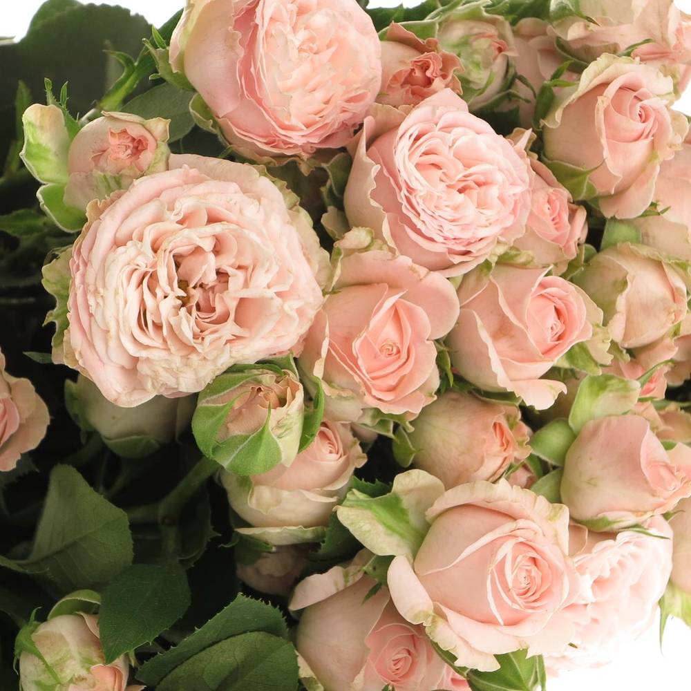 Rose verzweigt rosa Bombastic NL 3+Blüte 60cm