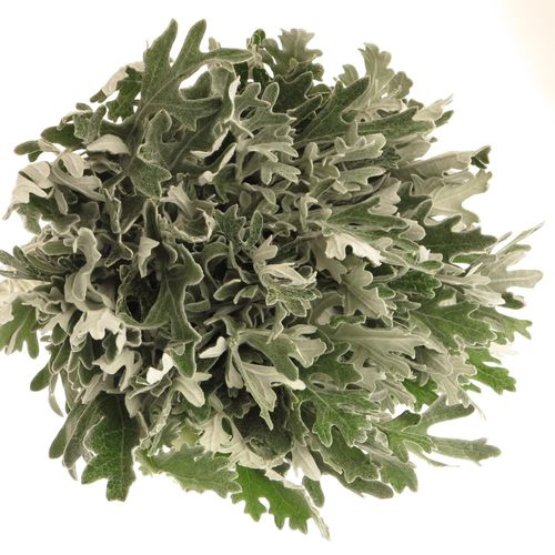 Senecio Jacobea Maritima 40cm