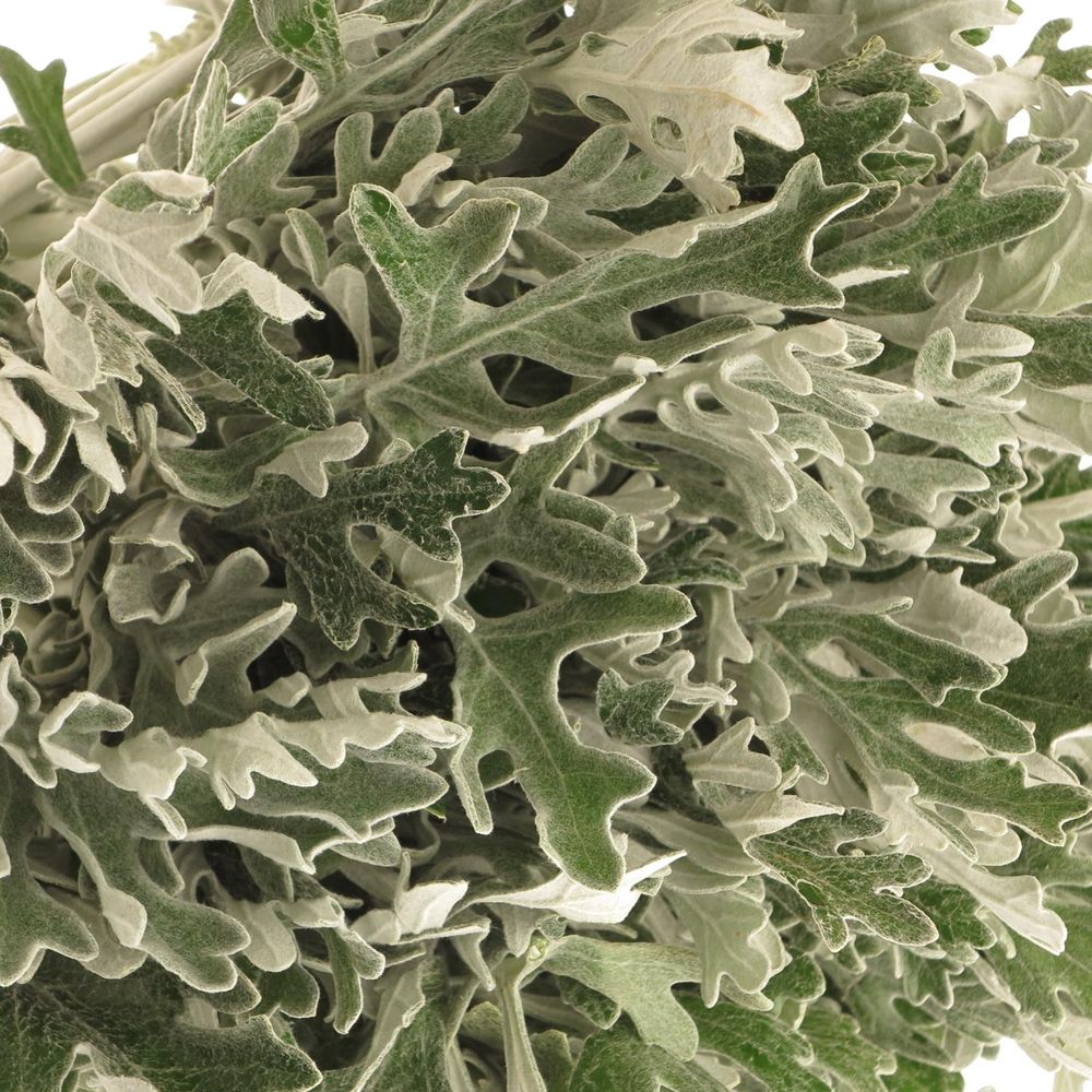 Senecio Jacobea Maritima 40cm