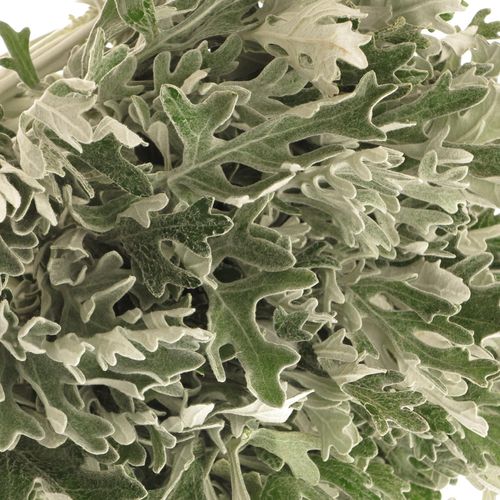 Senecio Jacobea Maritima 40cm