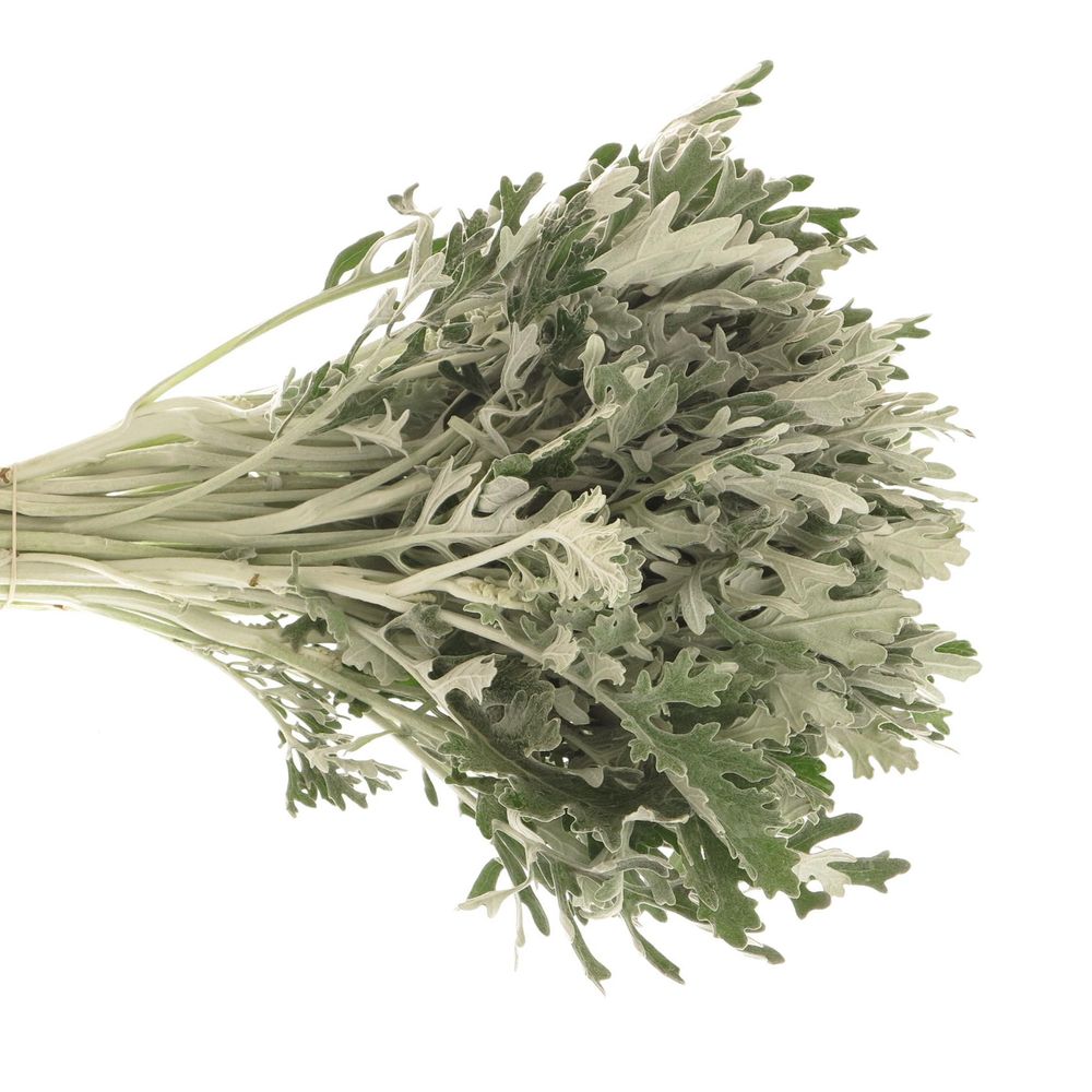 Senecio Jacobea Maritima 40cm