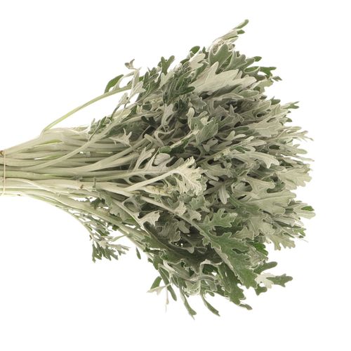 Senecio Jacobea Maritima 40cm
