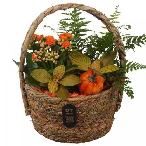 Kal.Arr PTHI3287 Herbst T19 H024