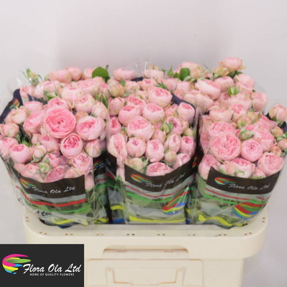 Rose verzweigt hell rosa Sandrigham 5+Blüte 60cm