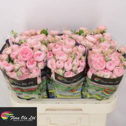 Rose verzweigt hell rosa Sandrigham 5+Blüte 60cm