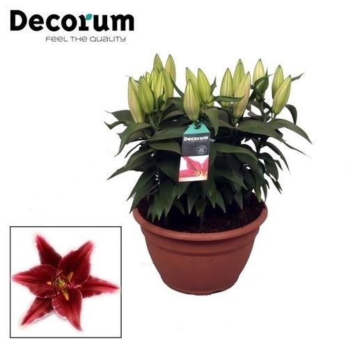 Lilien 9er Oriental rot T25 H55
