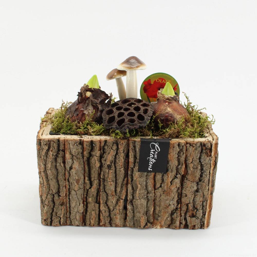 Amaryl.Arr-2525R Herbst rote Bl. T26 H025