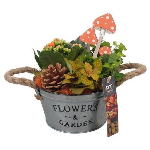 Kal.Arr PTHI5329 Herbst T16 H022