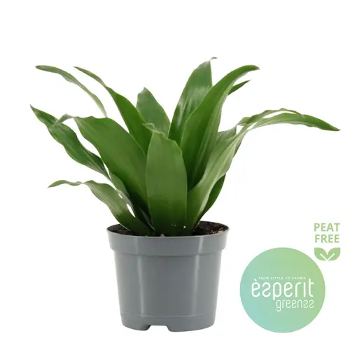 Dracaena 1er Compact T08,5 H020