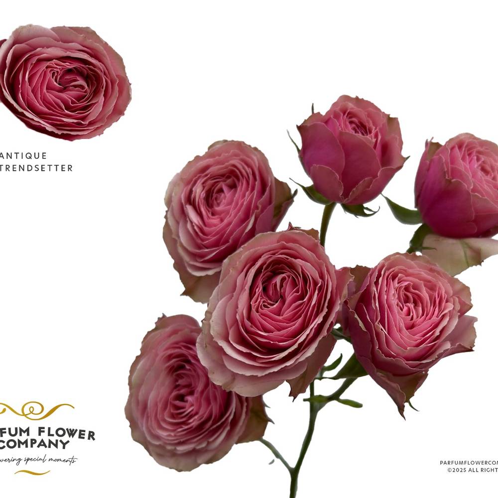 Rose verzweigt rosa/hell rosa Antike Trendsetter 50cm