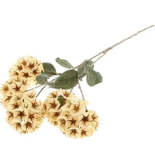 Seiden Scabiosa creme L87cm