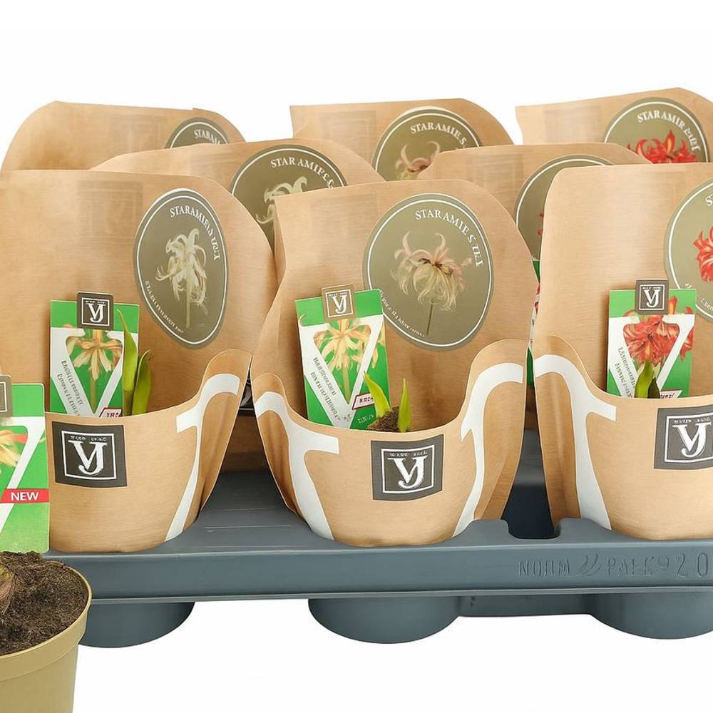 Amaryllis Sonatini mix mix T20 H015