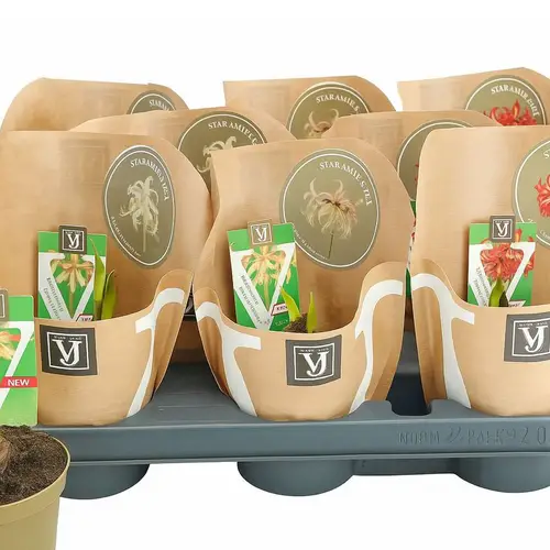 Amaryllis Sonatini mix mix T20 H015