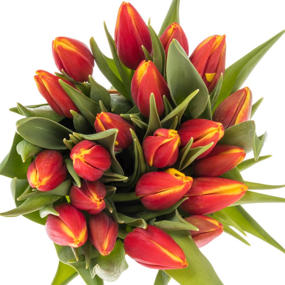 Tulpe rot/gelb Tarzan Borst 44 Gramm