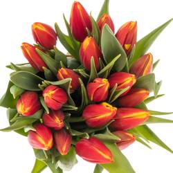 Tulpe rot/gelb Tarzan Borst 44 Gramm