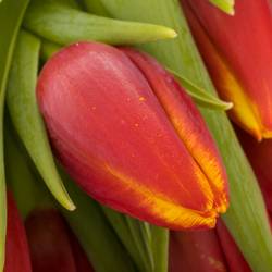 Tulpe rot/gelb Tarzan Borst 44 Gramm