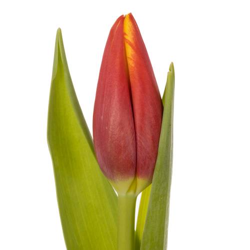 Tulpe rot/gelb Tarzan Borst 44 Gramm