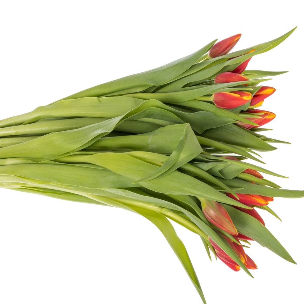 Tulpe rot/gelb Tarzan Borst 44 Gramm